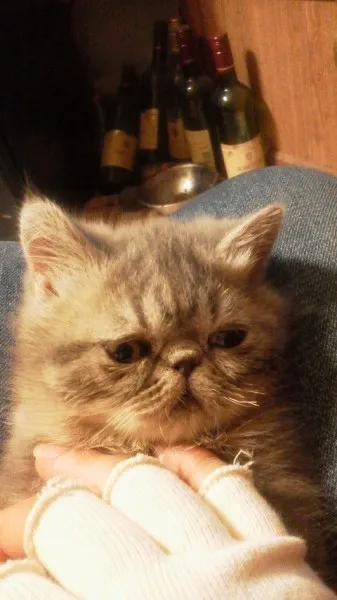 エキゾチックショートヘア【三重県・男の子・2014年1月27日・ブルータビー】の写真1