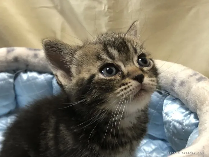 ID：2204-00471の子猫