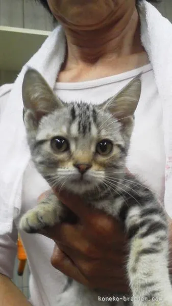 ID：1509-00604の子猫