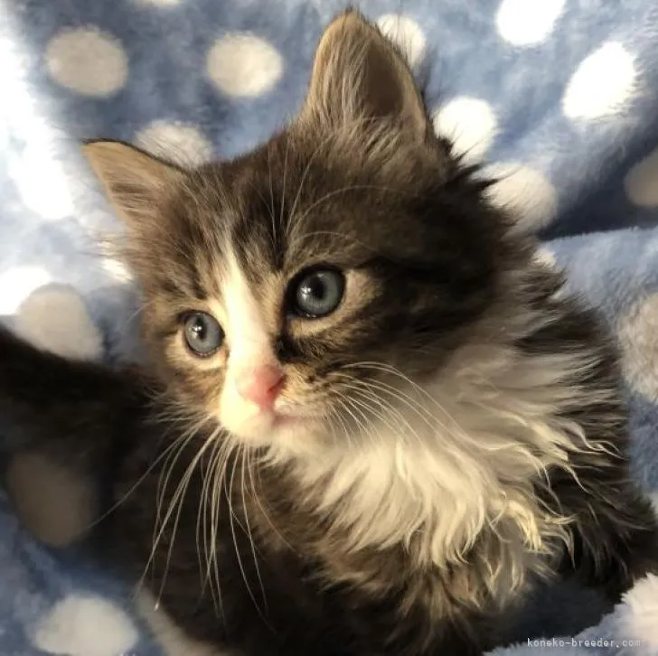 ID:2301-00954の子猫