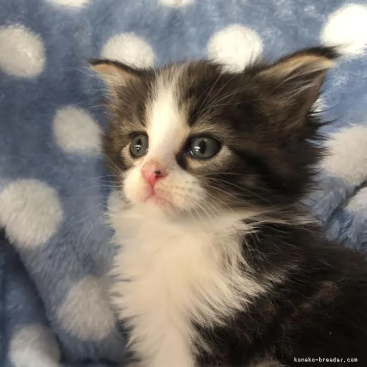 ID：2301-00951の子猫