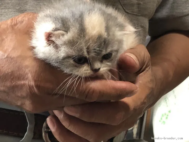 ID：2007-00666の子猫