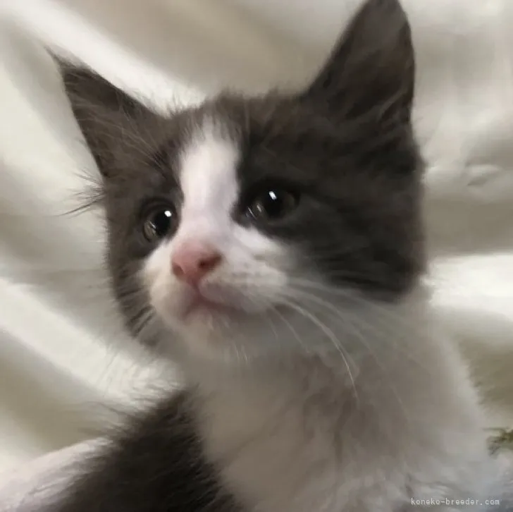 ID:2305-02245の子猫
