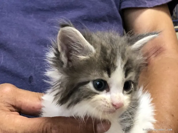 ID：2009-00500の子猫