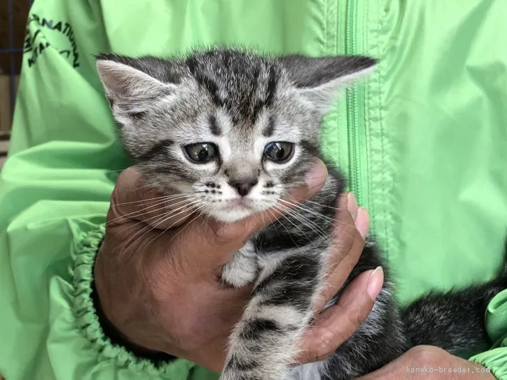 ID:2011-02021の子猫