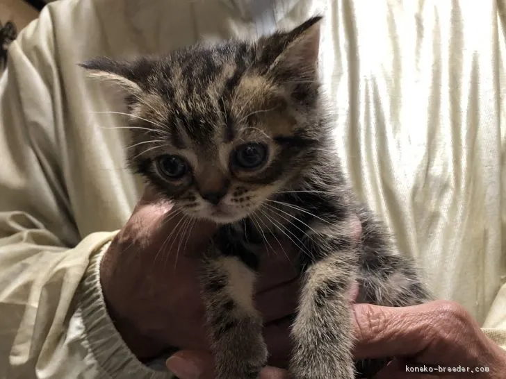 ID：2103-00296の子猫