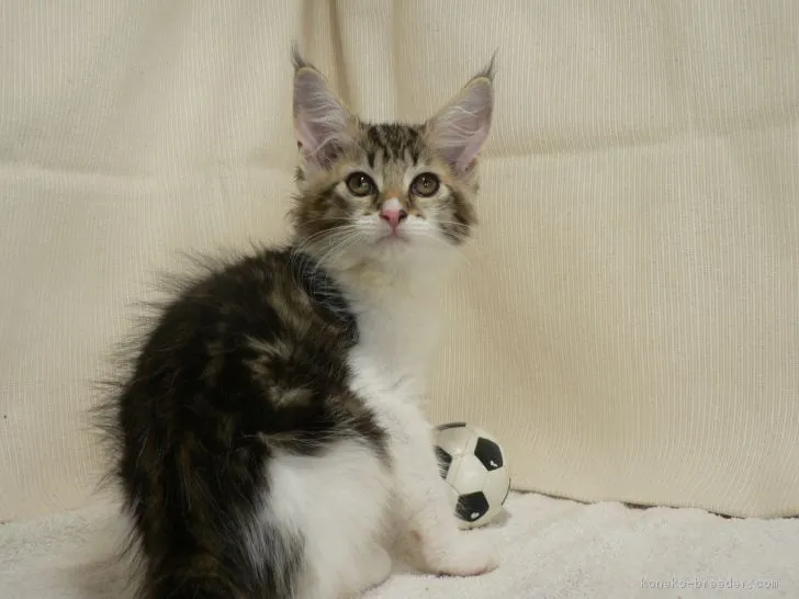 ID:1707-00725の子猫