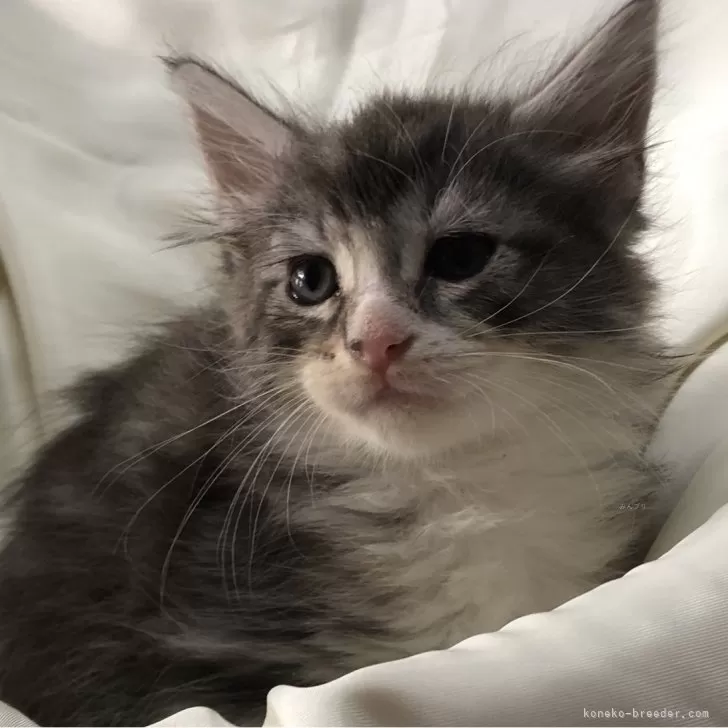 ID：2404-00341の子猫