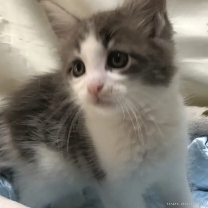 ID:2305-02244の子猫