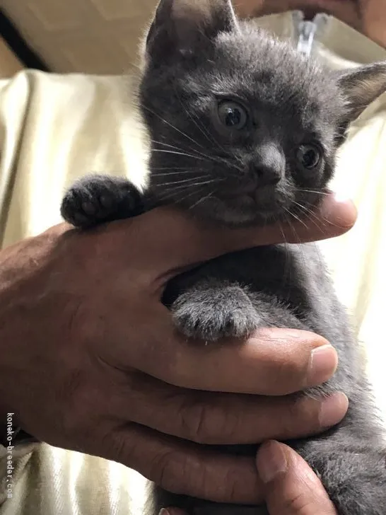 ID:2103-00350の子猫