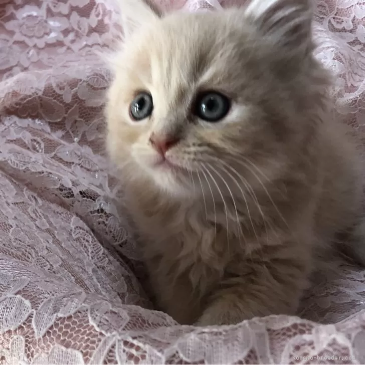 ID：2312-00801の子猫