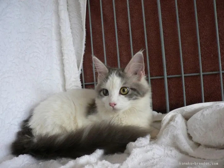 ID：1609-00860の子猫