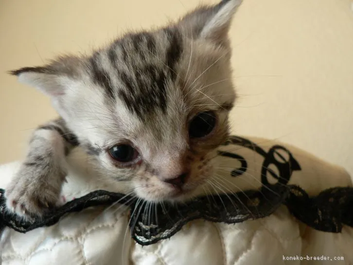 ID：1605-00684の子猫