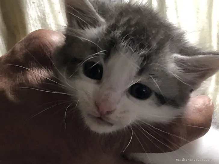 ID：2103-00747の子猫