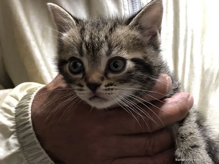 ID:2103-00294の子猫