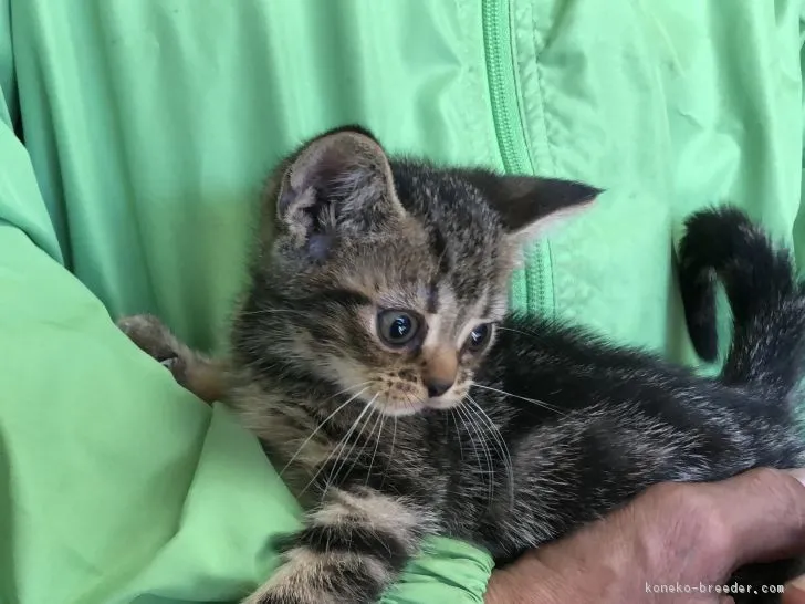 ID：1811-00858の子猫