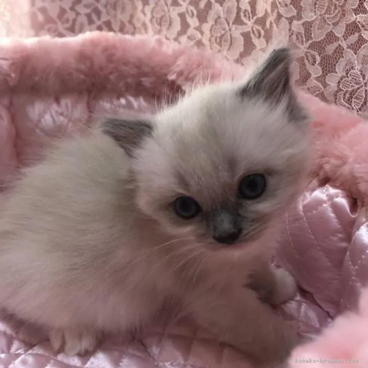ID：2302-01584の子猫