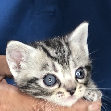 アメリカンショートヘア【三重県・男の子・2024年5月10日・シルバータビー】の写真「僕可愛いんです！」