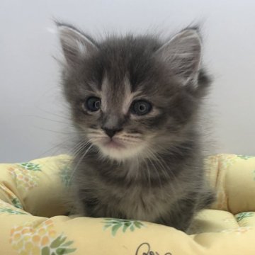 サイベリアン【三重県・女の子・2024年4月3日・ブルーマッカレルタビー】の写真「可愛い子です」