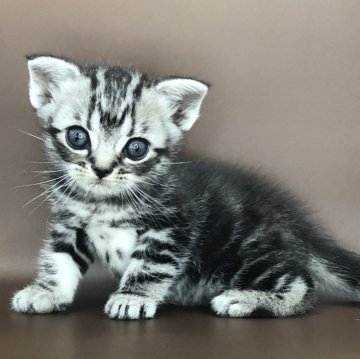 アメリカンショートヘア【三重県・女の子・2024年8月7日・シルバータビー】の写真「可愛い女の子」