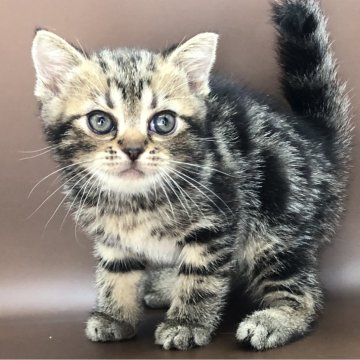 アメリカンショートヘア【三重県・女の子・2024年7月27日・ブラウンタビー】の写真「目が大きくて可愛い女の子」