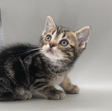 アメリカンショートヘア【三重県・男の子・2024年3月10日・ブラウンタビー】の写真「可愛い男の子」