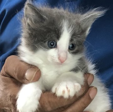 メインクーン【三重県・男の子・2024年5月3日・シルバータビーホワイト】の写真「可愛い王子様」