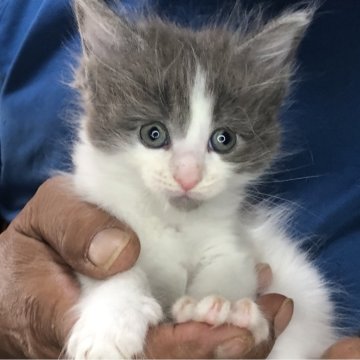 メインクーン【三重県・女の子・2024年5月3日・シルバータビーホワイト】の写真「可愛いんです」