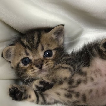 アメリカンショートヘア【三重県・男の子・2023年9月6日・ブラウンタビー】の写真「可愛い王子様」