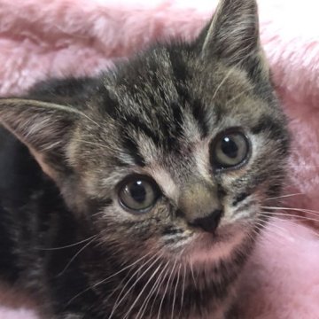 アメリカンショートヘア【三重県・女の子・2023年3月9日・ブラウンタビー】の写真「可愛いお姫様」