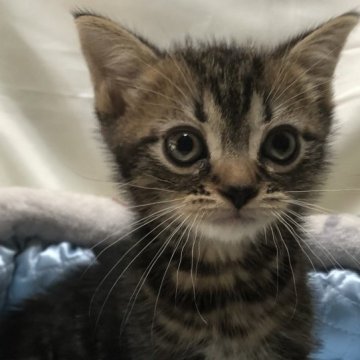 アメリカンショートヘア【三重県・男の子・2023年4月20日・ブラウンタビー】の写真「おっとりさん」