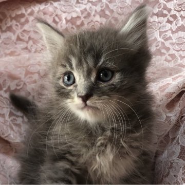 サイベリアン【三重県・男の子・2023年11月4日・ブルーマッカレルタビー】の写真「おっとりボーイ」