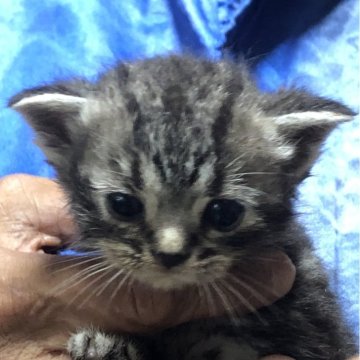 アメリカンショートヘア【三重県・男の子・2024年6月28日・シルバータビー】の写真「可愛い男の子」