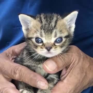 アメリカンショートヘア【三重県・男の子・2024年5月10日・ブラウンタビー】の写真「可愛い王子様」