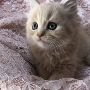 サイベリアン【三重県・男の子・2023年11月4日・クリームマッカレルタビー】の写真「食欲旺盛、元気いっぱい」