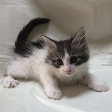 メインクーン【三重県・女の子・2024年1月23日・シルバータビーホワイト】の写真「可愛い女の子」