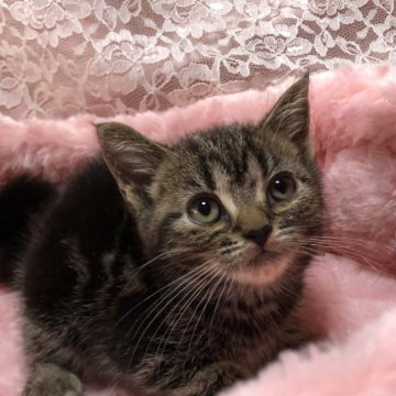 アメリカンショートヘア【三重県・女の子・2023年4月5日・ブラウンタビー】の写真「可愛いお姫様」