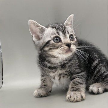 アメリカンショートヘア【三重県・男の子・2024年3月10日・シルバータビー】の写真「可愛いボクちゃん」