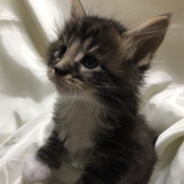 メインクーン【三重県・男の子・2023年10月9日・ブラウンタビーホワイト】の写真「可愛い男の子」