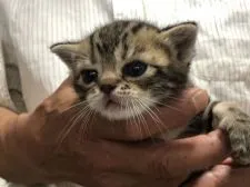 アメリカンショートヘア【三重県・男の子・2020年4月10日・ブラウンタビー】の写真1