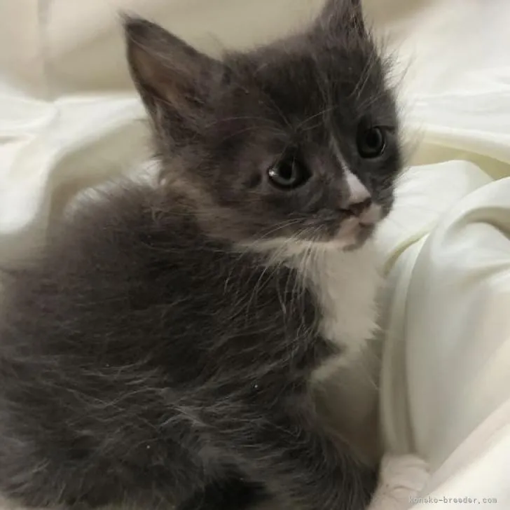 ID:2210-02943の子猫
