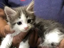 メインクーン【三重県・男の子・2020年7月4日・ブルータビー&ホワイト】の写真2