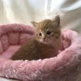 サイベリアン【三重県・男の子・2023年1月21日・レッドマッカレルタビーホワイト】の写真2