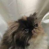 エキゾチックショートヘア【三重県・女の子・2022年9月6日・キャリコ】の写真2