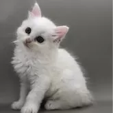 サイベリアン【三重県・女の子・2024年7月18日・シルバーパッチドタビー&ホワイトバンバイカラー】の写真2