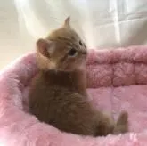 サイベリアン【三重県・男の子・2023年1月21日・レッドマッカレルタビーホワイト】の写真3