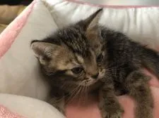 アメリカンショートヘア【三重県・女の子・2021年10月12日・ブラウンタビー】の写真3