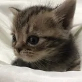 アメリカンショートヘア【三重県・男の子・2023年9月6日・ブラウンタビー】の写真3