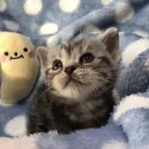 アメリカンショートヘア【三重県・女の子・2022年12月22日・シルバータビー】の写真3