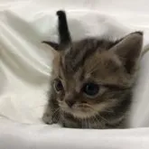 アメリカンショートヘア【三重県・男の子・2023年9月6日・ブラウンタビー】の写真4